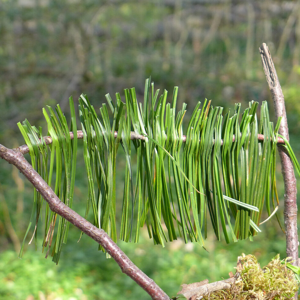 Gräser, aufgefädelt; Foto