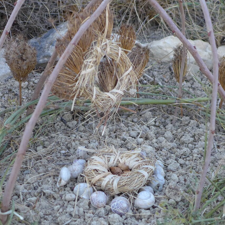 Gras, zu Ringen gebunden, Foto