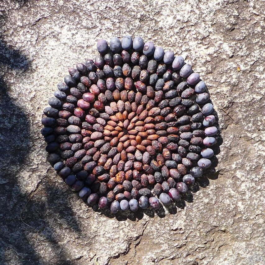 Oliven, als Spirale angeordnet, Foto